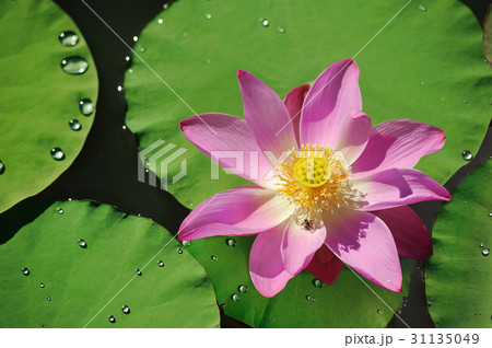 beautiful lotus flower with green leave beautiful lotus flower with green leave 31135049