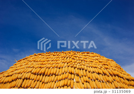 stack of corn 31135069
