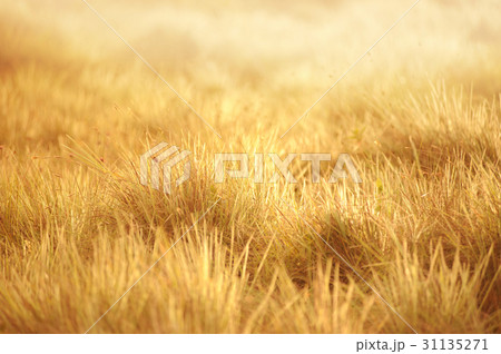 grassland background 31135271