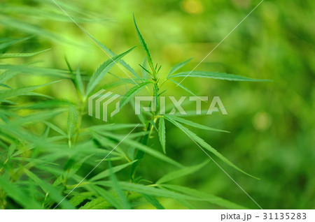 Marijuana leaf 31135283