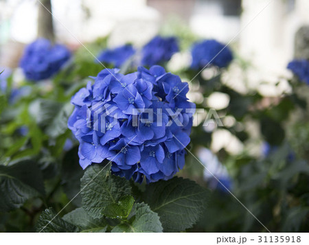 紫陽花 31135918