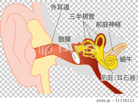 耳の構造のイラスト素材