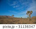 Desert of Joshua Tree National Park, California 31136347