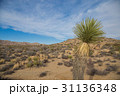 Desert of Joshua Tree National Park, California 31136348