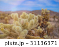 Chollas Cactus Joshua Tree NP, California 31136371
