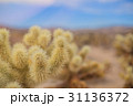 Chollas Cactus Joshua Tree NP, California 31136372