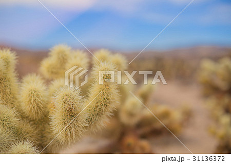 Chollas Cactus Joshua Tree NP, California 31136372