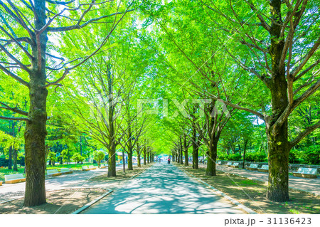 東京 練馬区 光が丘公園の銀杏並木 東京 練馬区 光が丘公園の銀杏並木 31136423