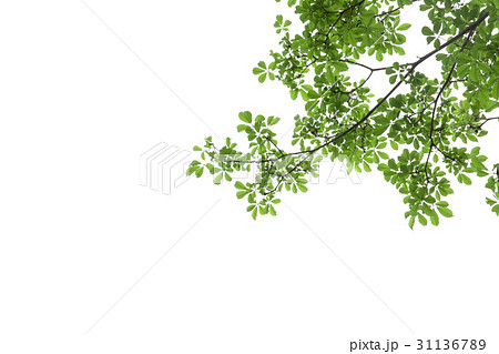 branch of green leaf isolated on white background  31136789