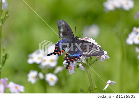 クリンソウで吸密するミヤマカラスアゲハ雌 31136905