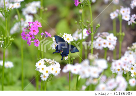 クリンソウで吸蜜するカラスアゲハ雄 クリンソウで吸蜜するカラスアゲハ雄 31136907