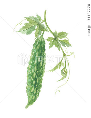 ゴーヤ ゴーヤ 31137278