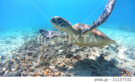 沖縄　渡嘉敷島の渡嘉志久ビーチ　アオウミガメの水中写真 31137532