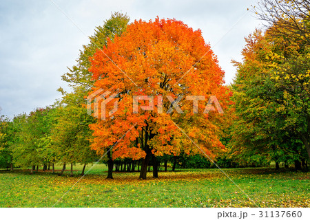 landscape in the park with autumn trees 31137660