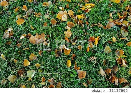 colored autumn leaves with dusting of frost colored autumn leaves with dusting of frost 31137696
