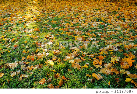colored autumn leaves with dusting of frost colored autumn leaves with dusting of frost 31137697