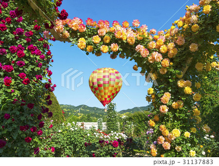 ローズガーデン 31137883