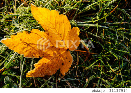 colored autumn leaves with dusting of frost 31137914