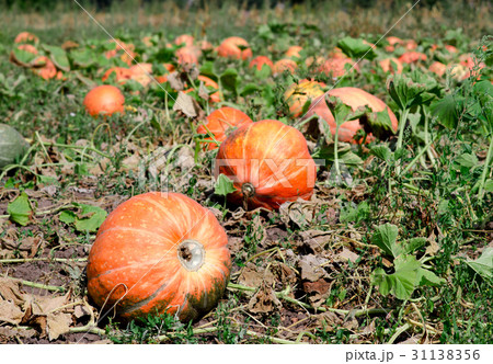 Pumpkins on a field under a great cloudscape. Pumpkins on a field under a great cloudscape. 31138356
