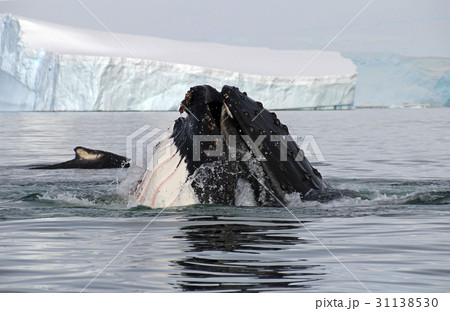 Humpback whale head 31138530