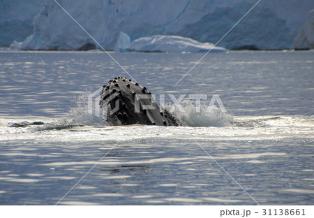 Humpback whale head Humpback whale head 31138661