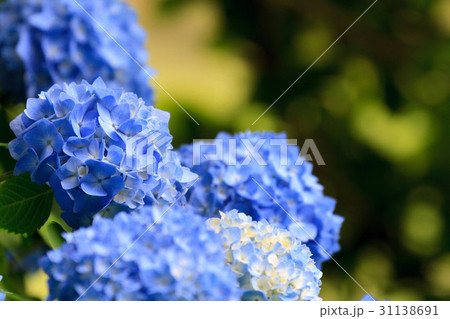 あじさい 31138691