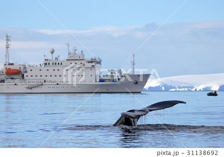 Humpback whale tail with ship, boat 31138692