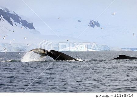 Humpback whale tail 31138714