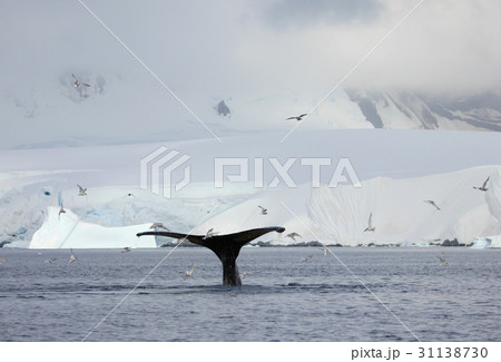 Humpback whale tail Humpback whale tail 31138730