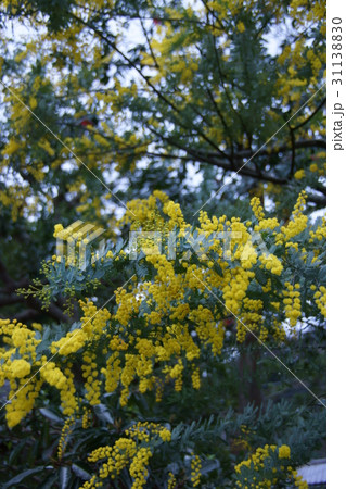 銀葉アカシア 別名ミモザ 花言葉は 秘密の恋 の写真素材