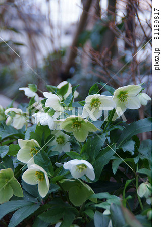 クリスマスローズ 花言葉は「いたわり」 クリスマスローズ 花言葉は「いたわり」 31139817