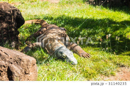 コモドドラゴン 31140235