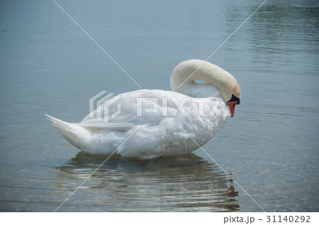 closeup of swan Making her toilet  in the lake 31140292