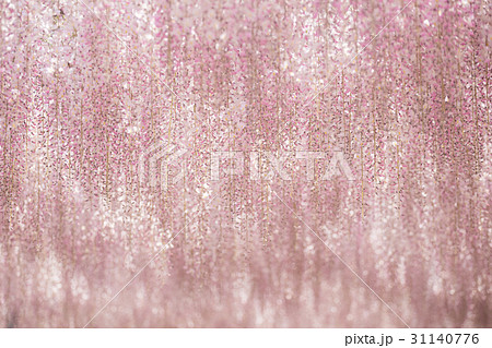 blooming wisteria flower 31140776
