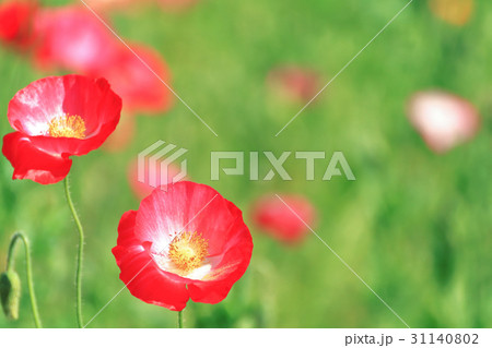 ポピー 31140802