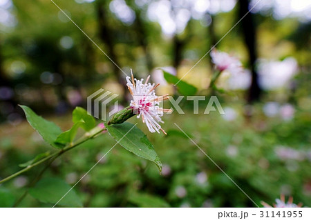 コウヤボウキの花 コウヤボウキの花 31141955