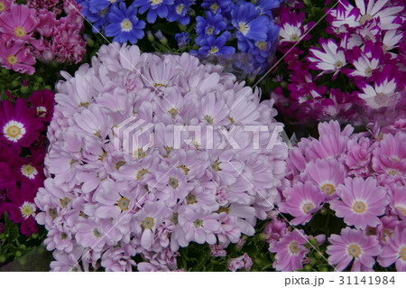 シネラリア　サイネリア　花言葉は「いつも喜びに満ちて」 31141984