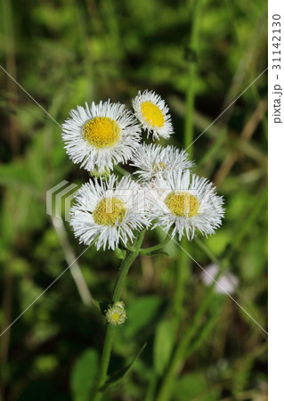 ヒメジョオン ヒメジョオン 31142130