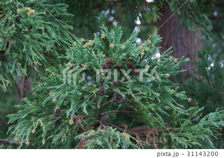 杉の花芽 花言葉は「堅固」 杉の花芽 花言葉は「堅固」 31143200