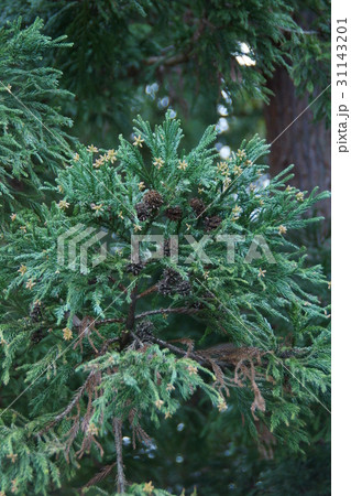 杉の花芽　花言葉は「堅固」 31143201