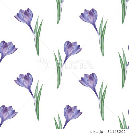Crocus 5.  31143202