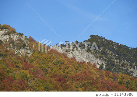 Autumn in Conguillio National Park Autumn in Conguillio National Park 31143986