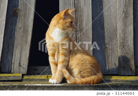 Small ginger cat 31144003