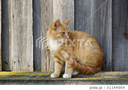 Close-up of ginger cat 31144004