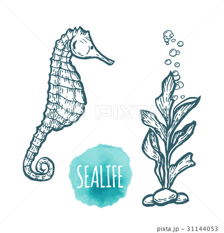 sea Horse drawing on white background. Hand drawn 31144053