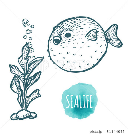 Fugu fish drawing on white background. Hand drawn 31144055