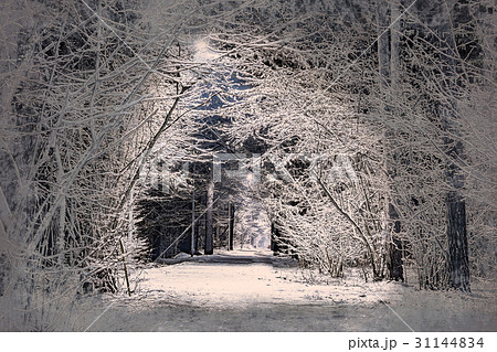 trees covered with snow in the winter night trees covered with snow in the winter night 31144834