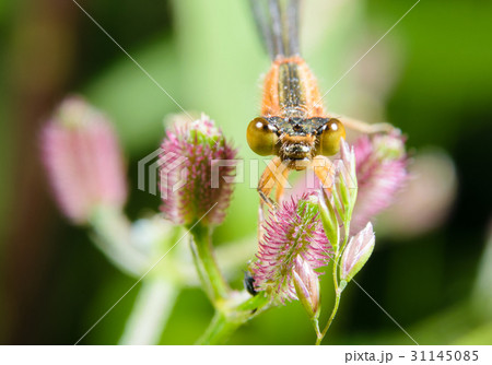 アオモンイトトンボ(未成熟) 31145085