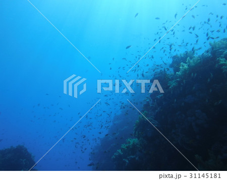 シャルムエルシェイクの海と魚とサンゴ シャルムエルシェイクの海と魚とサンゴ 31145181