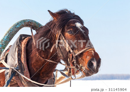 Head of brown horse with harness in winter   31145904